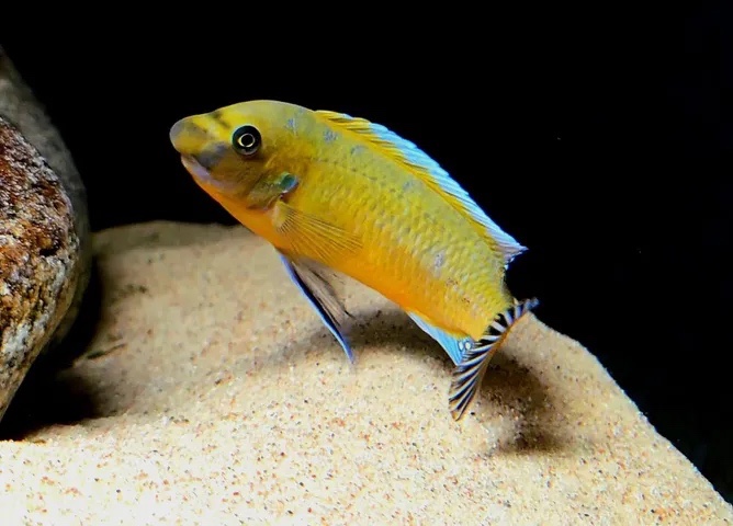 Labeotropheus trewavasae 'Chilumba'